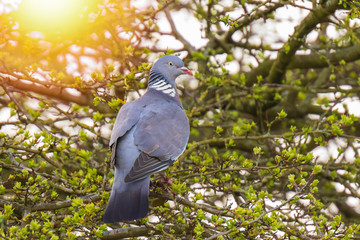 Wood Pigeon, Columba palumbus,
