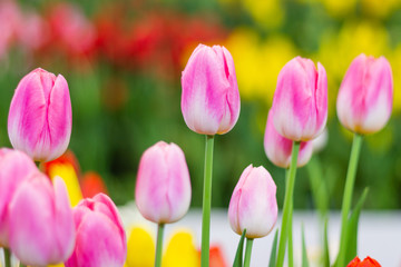 Pink tulips flower, beautifuly flower in garden plant, tulip spring-blooming