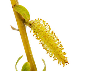 Blooming weeping willow closeup, isolated on white background