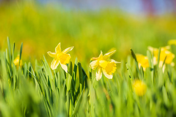 Yellow Daffodil flower or Lent lily, Narcissus pseudonarcissus, blooming in a green meadow.