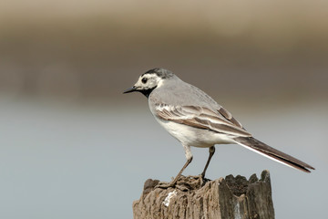 White Wagtail (Motacilla alba) bird perched