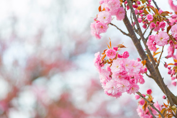 Pink blossoms in spring 
