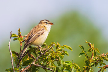 Sedge Warbler, Acrocephalus schoenobaenus, singing