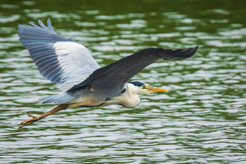 Great blue heron Ardea herodias flying