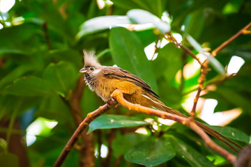Speckled mousebird Colius striatus