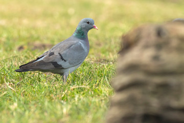 Obraz premium Feral pigeon Columba livia domestica perched on a green meadow