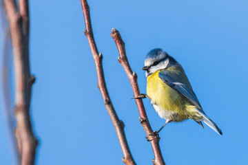 Eurasian blue tit bird Cyanistes caeruleus on a clear blue sky background