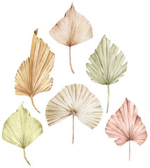 Watercolor colorful fan leaves. Tropical collection of isolated elements.