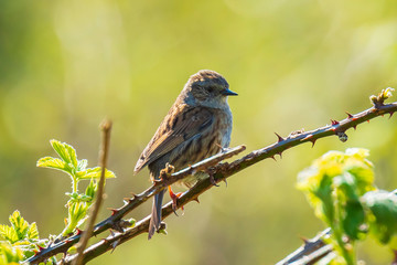 Dunnock Prunella modularis bird singing during Springtime