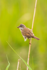 Whitethroat bird, Sylvia communis, foraging in a meadow