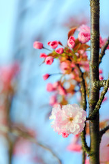 Pink blossoms in spring 