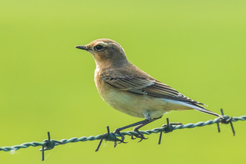 Northern wheatear Oenanthe oenanthe female bird