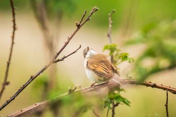 Whitethroat bird, Sylvia communis, singing