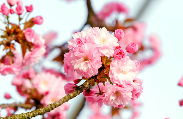 Pink blossoms in spring 
