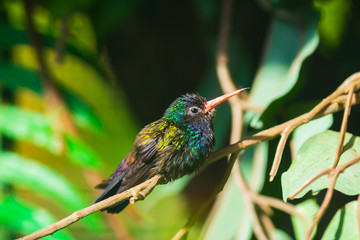 Male white-chinned sapphire Hylocharis cyanus, hummingbird perched on a branch.
