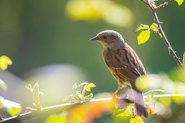 Dunnock Prunella modularis bird singing during Springtime