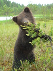 Young cub of brown bear (Ursus arctos) posing and playing in forest