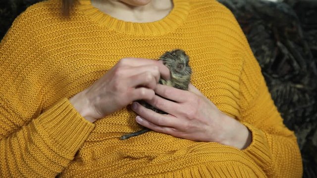 Rodent degu in hands of woman sitting on sofa. Home, room. Girl is playing with cute pet. 