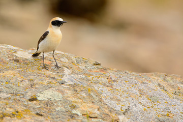 A black eared wheatear (Oenanthe hispanica)