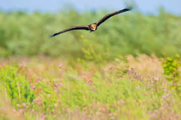 Female Western marsh harrier, Circus aeruginosus, in flight hunting closeup