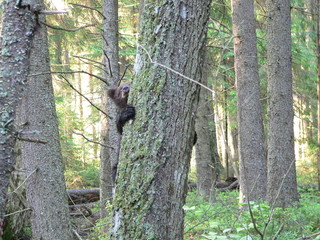 Young cub of brown bear (Ursus arctos) posing and playing in forest