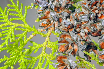 TUI branches on a beautiful background close up