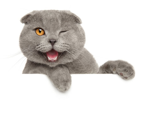Winking grey cat above banner - Powered by Adobe