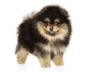 Pomeranian puppy in stand