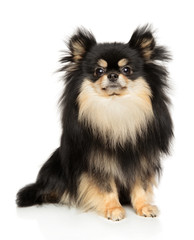 Pomeranian Spitz in front of white background