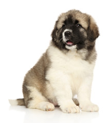 Caucasian shepherd puppy sits on white background