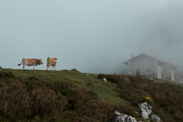 house on the mountains