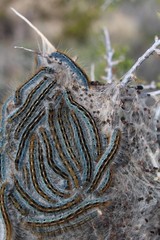 Western Tent Caterpillars, Malacosoma Californicum, congregating in their silken nest affixed to Desert Almond, Prunus Fasciculata, Joshua Tree National Park, Southern Mojave Desert.