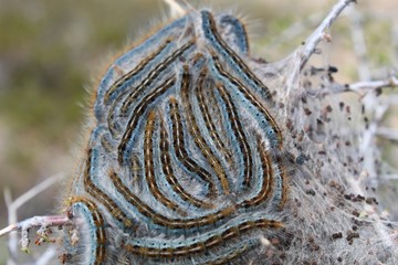 Fototapeta na wymiar Western Tent Caterpillars, Malacosoma Californicum, congregating in their silken nest affixed to Desert Almond, Prunus Fasciculata, Joshua Tree National Park, Southern Mojave Desert.