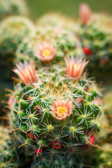 Close up macro of beautiful orange cactus flowers with white cactus spines on green cactus background