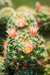 Naklejka na ściany i meble Close up macro of beautiful orange cactus flowers with white cactus spines on green cactus background