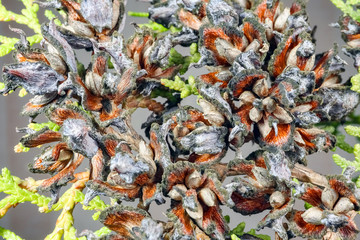 TUI branches on a beautiful background close up