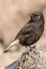 A black wheatear (Oenanthe leucura)