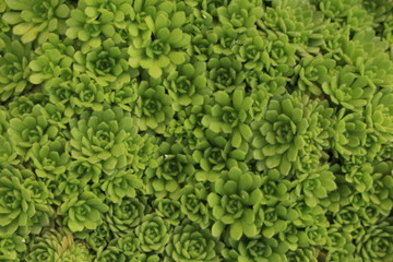 "Anatolian Roseroot" plant (or Anatolischer Rosenwurz) in St. Gallen, Switzerland. Its Latin name is Rosularia Pallida (Syn Umbilicus Pallidus), native to Anatolia in Turkey.