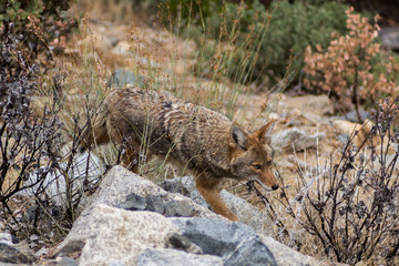 wolf at Yosemite