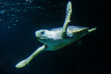tortue marine sur fond sombre, aquarium de la Rochelle