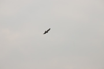 falcons in the sky during a gloomy cloudy day