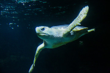 tortue marine sur fond sombre, poisson volant, grondin, aquarium de la Rochelle