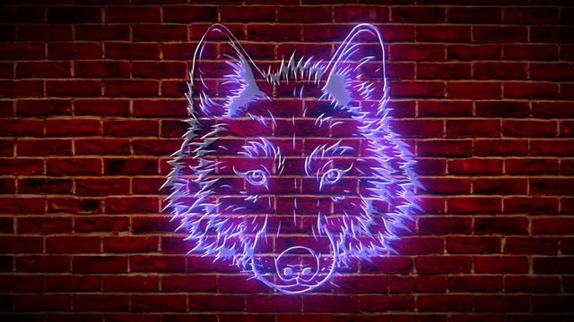 Wolf head neon sign. Purple wild wolf bright emblem. video