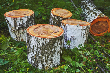 Birch log cutted in forest