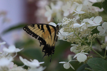 Swallowtail on a hydrangea