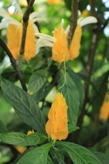 "Lollipop Plant" flower (or Golden Shrimp Plant) in St. Gallen, Switzerland. Its Latin name is Pachystachys Lutea, native to Peru.