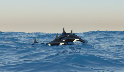 4 orcas, killer whales in the ocean © Yunus