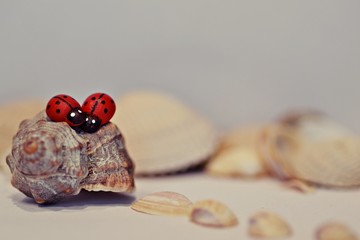 drewniane biedronki © Diana