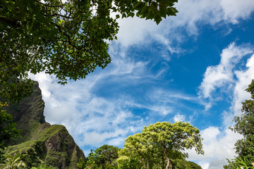 Obraz premium Nature Vignette, Blue Sky, Trees, Leaves, and flowers, dramatic white clouds