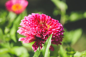 A Pink Dahlia in the summer